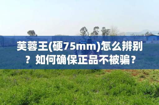 芙蓉王(硬75mm)怎么辨别？如何确保正品不被骗？